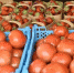 Фермерам Кубани помогут реализовать сельхозпродукцию - Администрация МО Калининский р-н